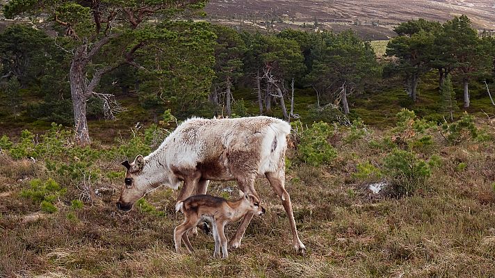 Nacidos de la tormenta - El regreso de la luz