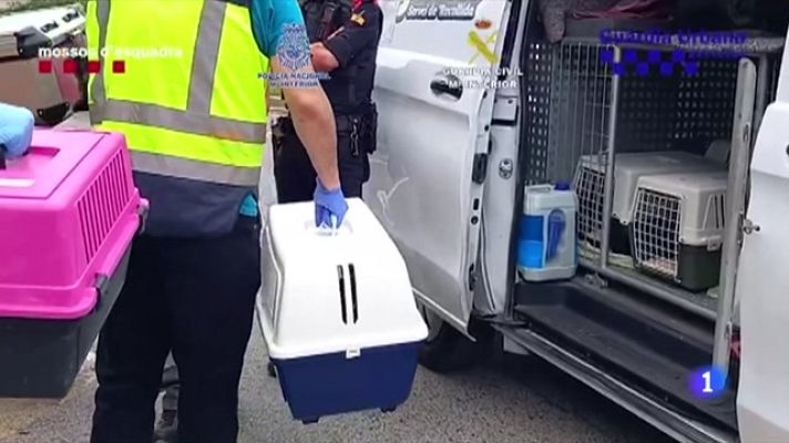 L'Informatiu - 400 animals rescatats d'una organització criminal que comerciava amb ells il·legalment