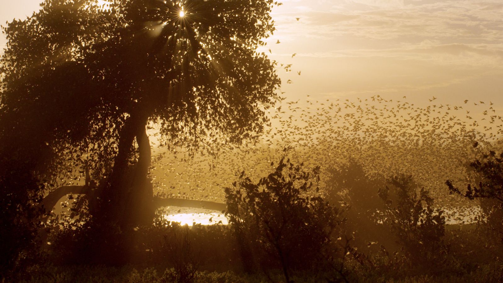 Érase una vez en Tsavo - Episodio 1: Época de abundancia - ver ahora