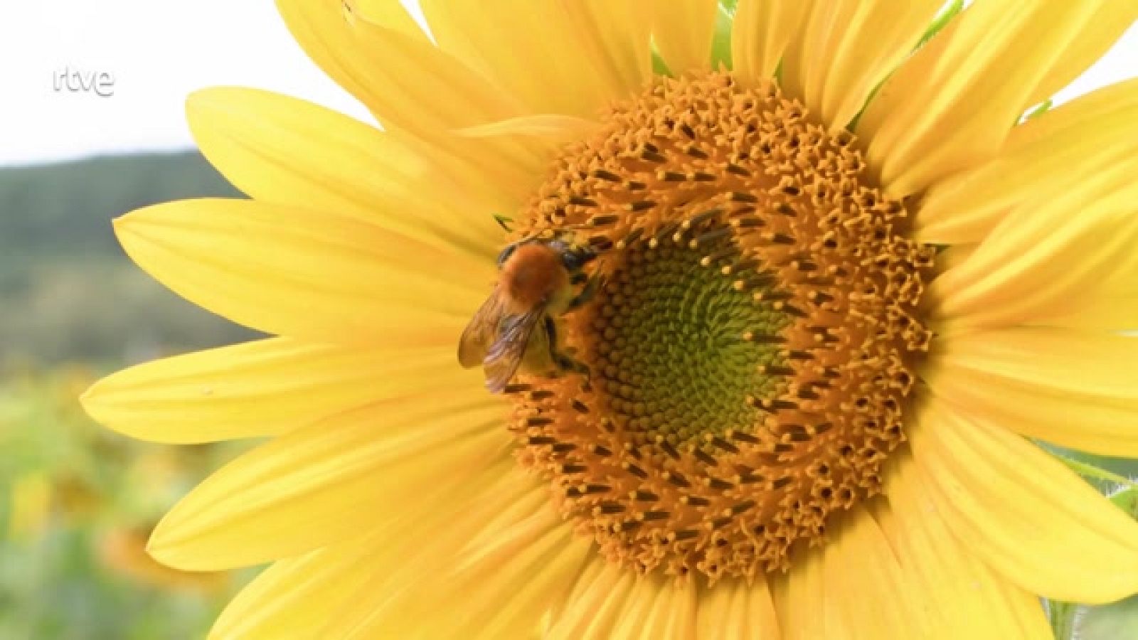 Ahora o nunca - Programa 192 - ver ahora