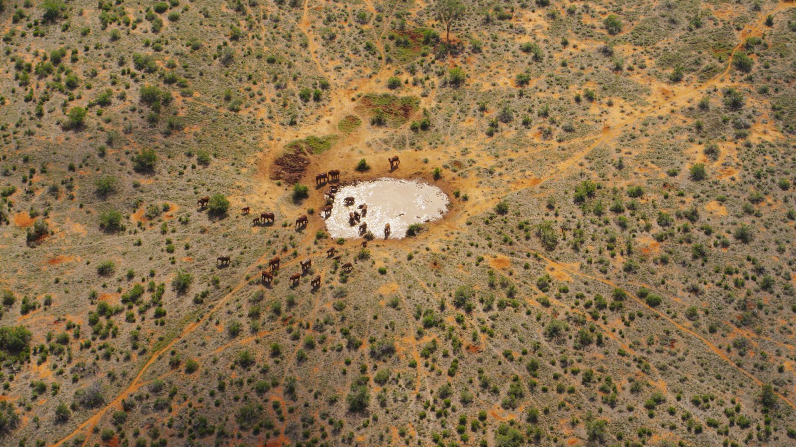 Érase una vez en Tsavo - Episodio 2: Supervivencia - ver ahora