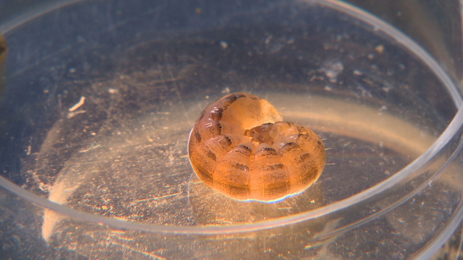 Agrosfera - 21/10/23 - ver ahora