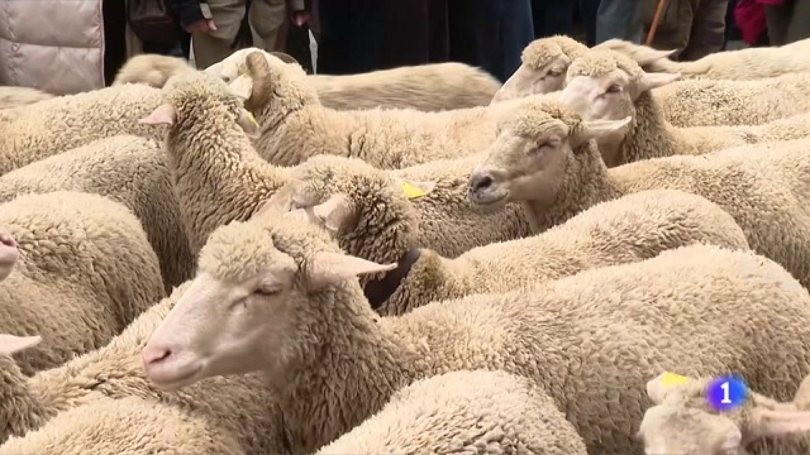 La importancia de la trashumancia -Ver ahora