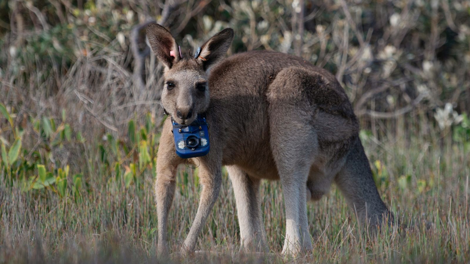 Animales con cámaras - Episodio 1: Océanos - ver ahora