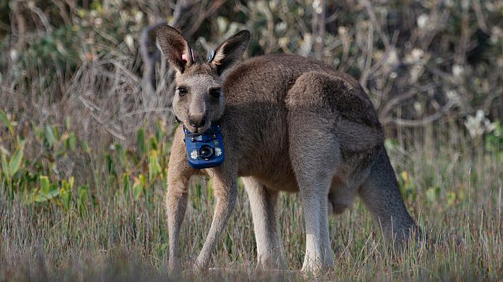Animales con cámaras - Océanos