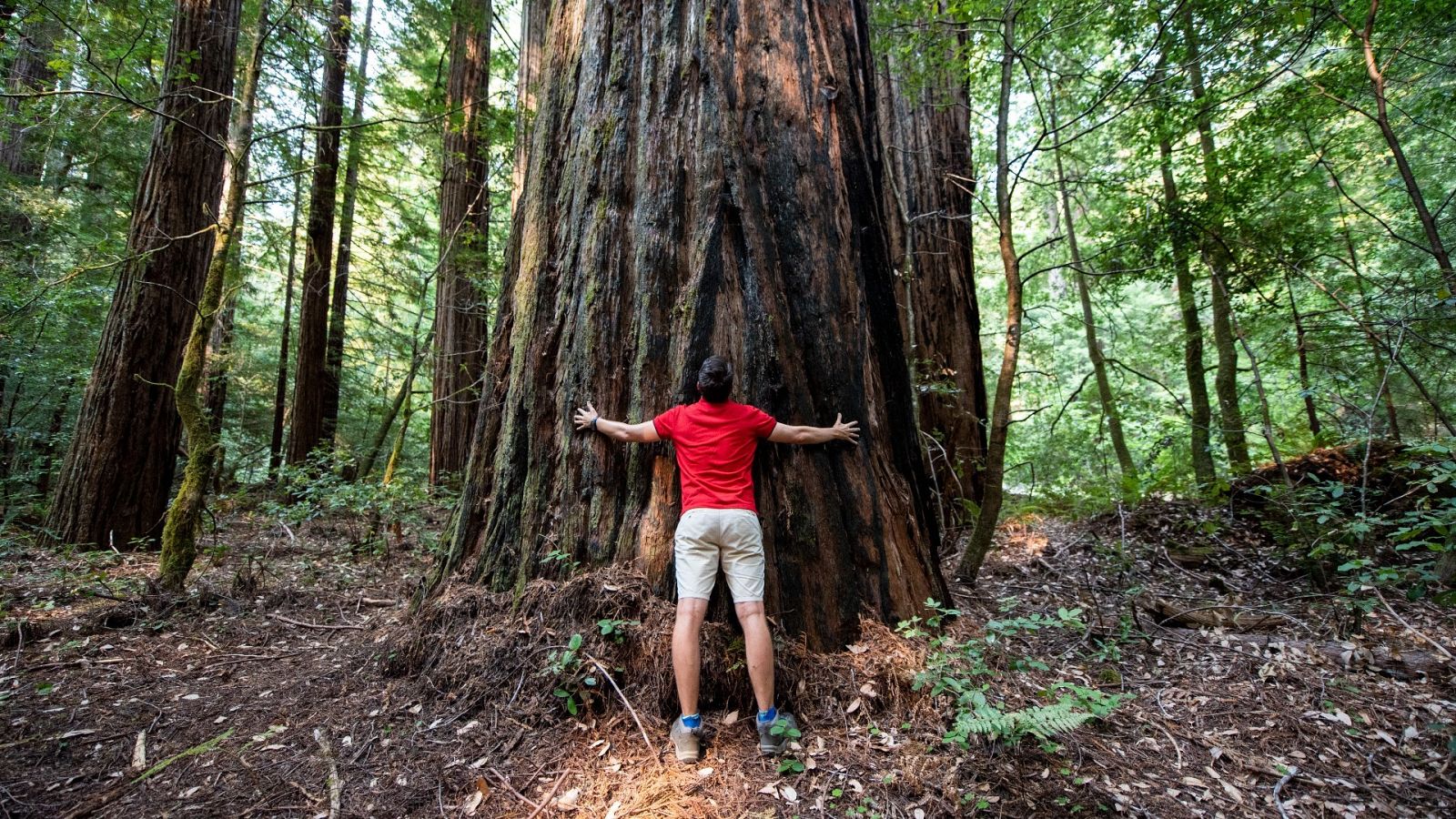 Los abrazos a árboles amenazan un bosque de secuoyas en Cantabria