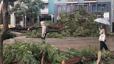 Borrasca Bernard: Vientos de m�s de 100 km/h derriban m�s de 500 �rboles�en Huelva | Ver