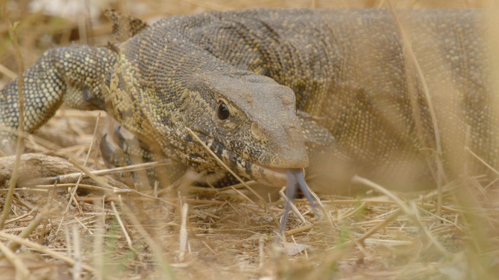 Zambia salvaje - Episodio 1: La tropa del bosque - ver ahora