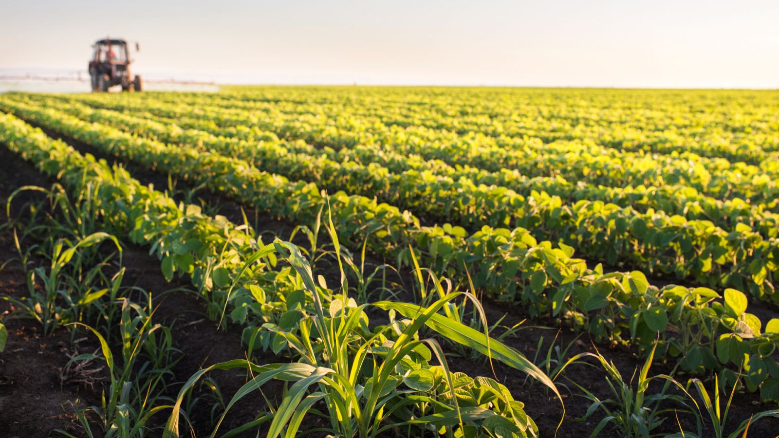 Inteligencia artificial y tecnología láser contra las malas hierbas | Ver