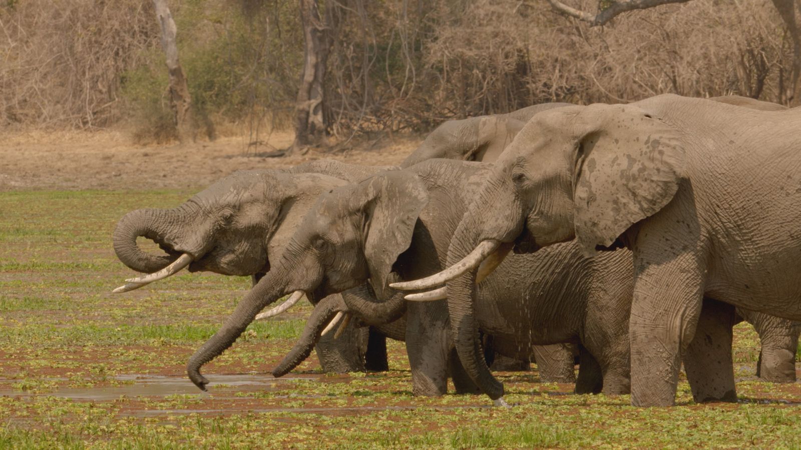 Zambia salvaje - Episodio 2: Mejor juntos - ver ahora