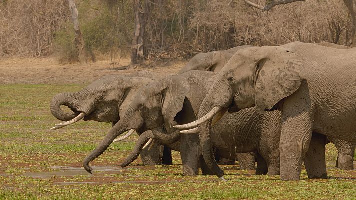Zambia salvaje - Mejor juntos