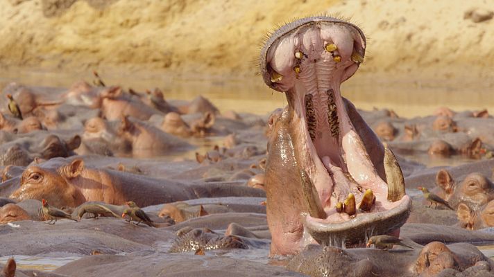 Zambia salvaje - Safari CSI