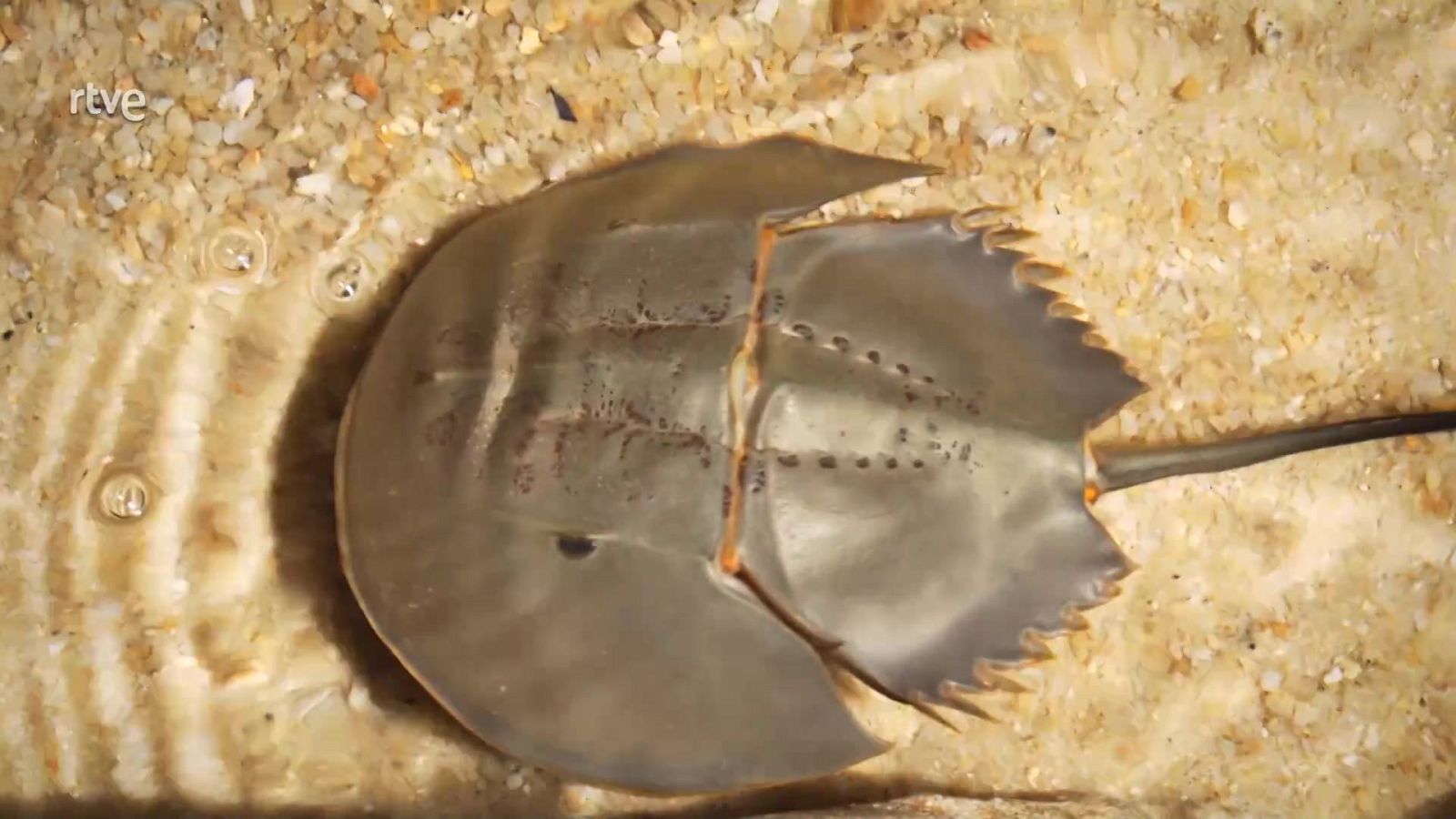 ¿Podemos tener la sangre azul? - Aprendemos en Clan: El Reto | Ver