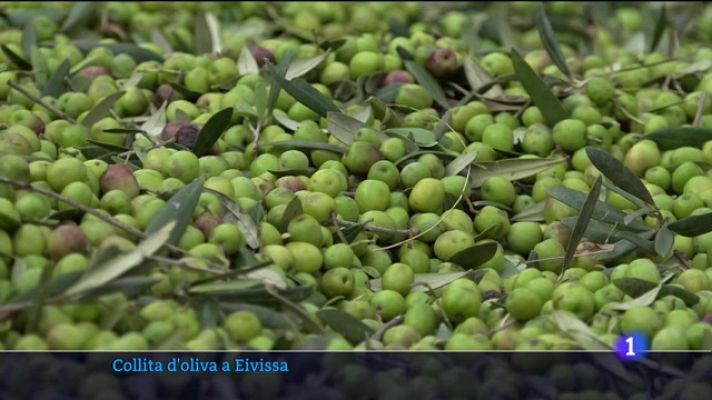 Informatiu Balear - Collita d'oliva a Eivissa