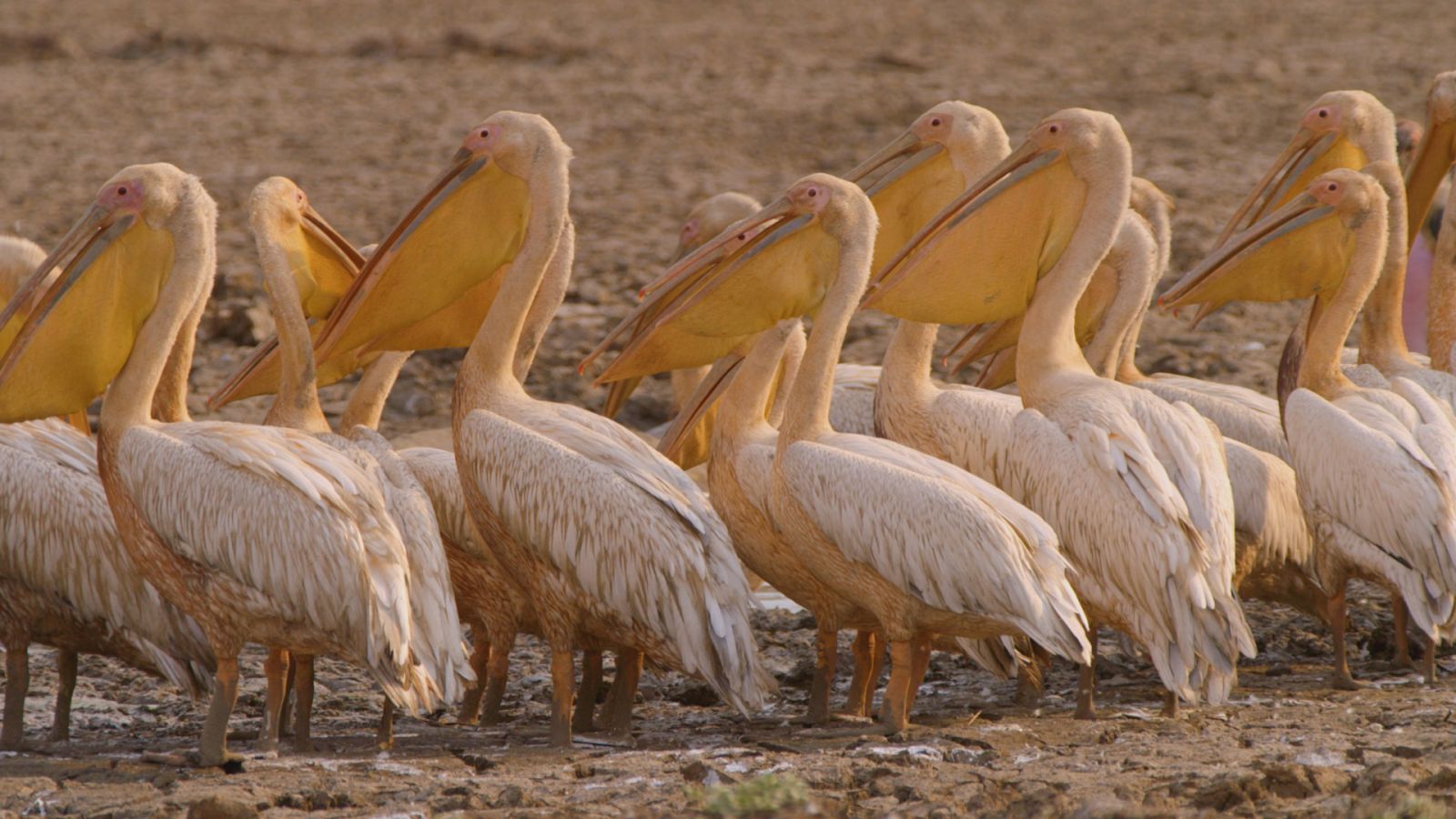 Zambia salvaje - Episodio 5: El valle de los pájaros - ver ahora