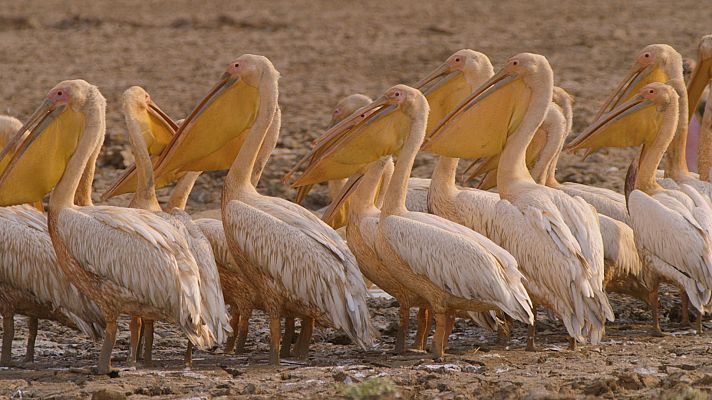 Zambia salvaje - El valle de los pájaros