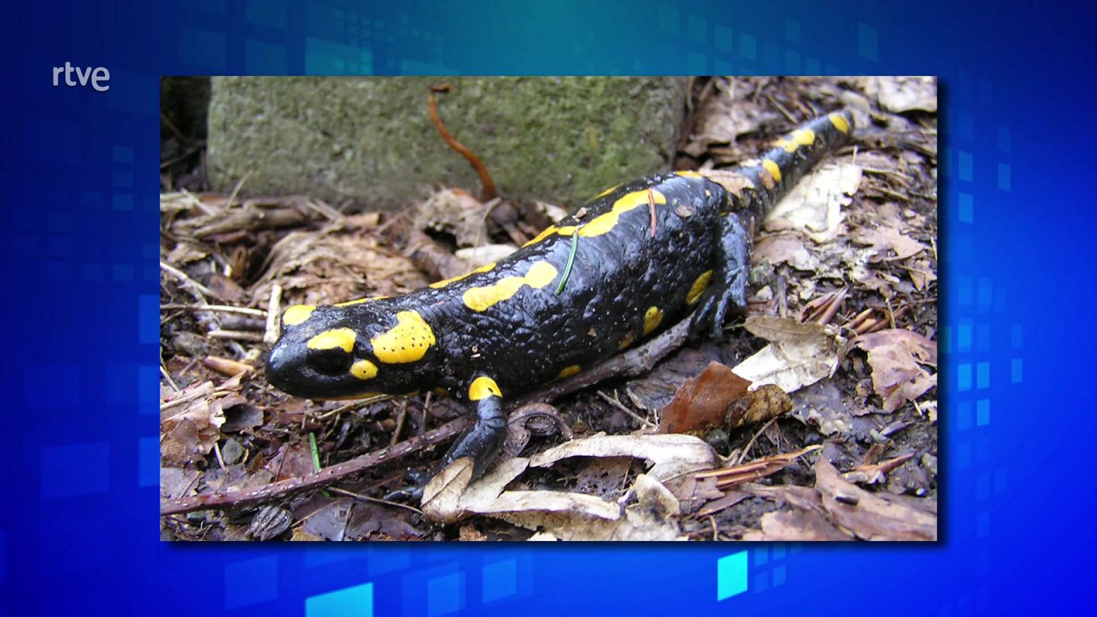 Saber y ganar. Edición de fin de semana - 28/10/23 - ver ahora