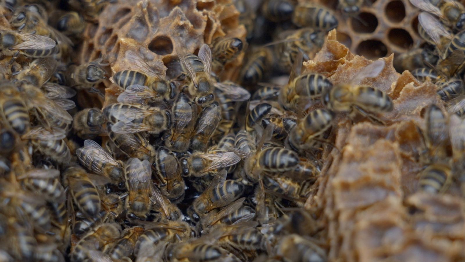 Reduce tu huella - Gêres-Xurés: donde el tiempo se detuvo - ver ahora