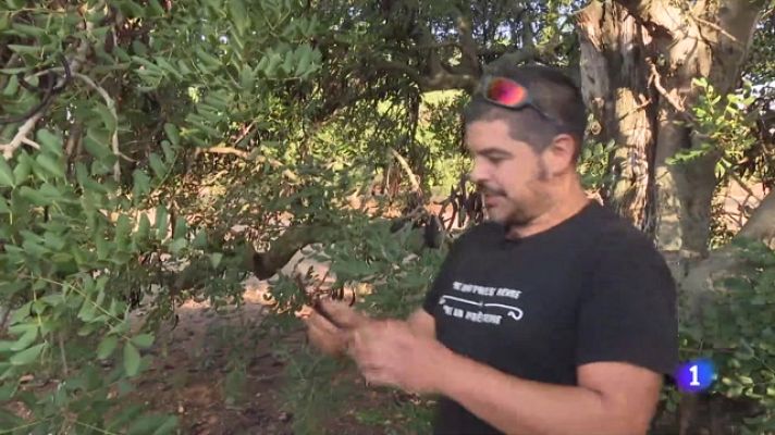 Telediario Fin de Semana - Una cosecha de algarroba mermada