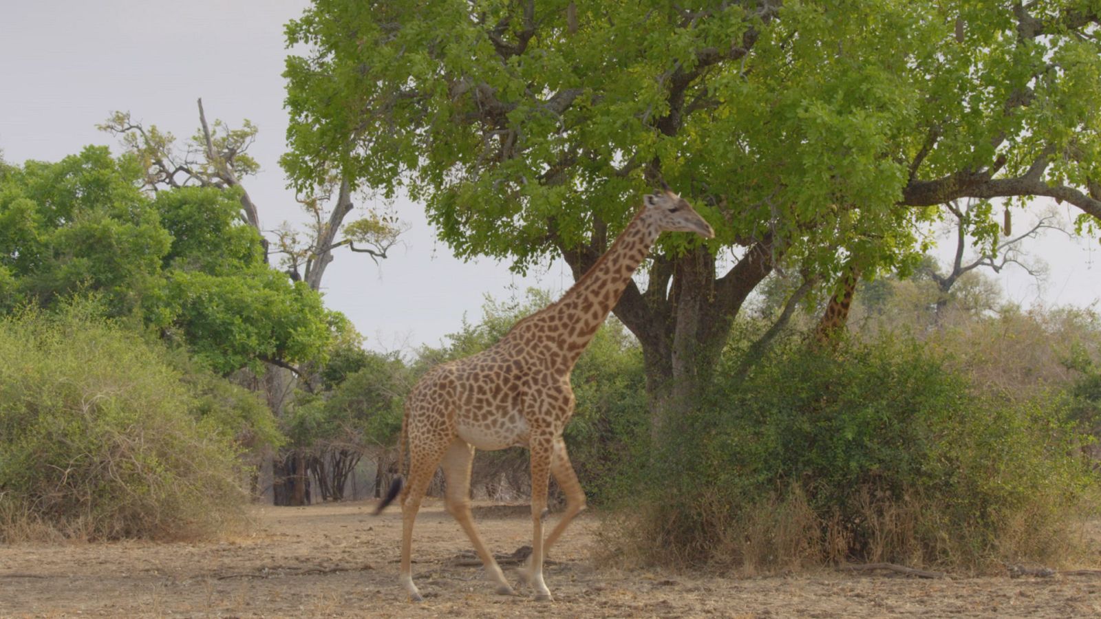 Zambia salvaje - Episodio 8: Historias de árboles - ver ahora