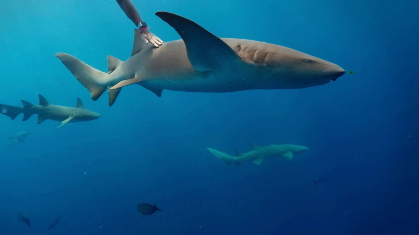 ¿Puede un tiburón vivir en una bañera? - Aprendemos en Clan: El Reto | Ver