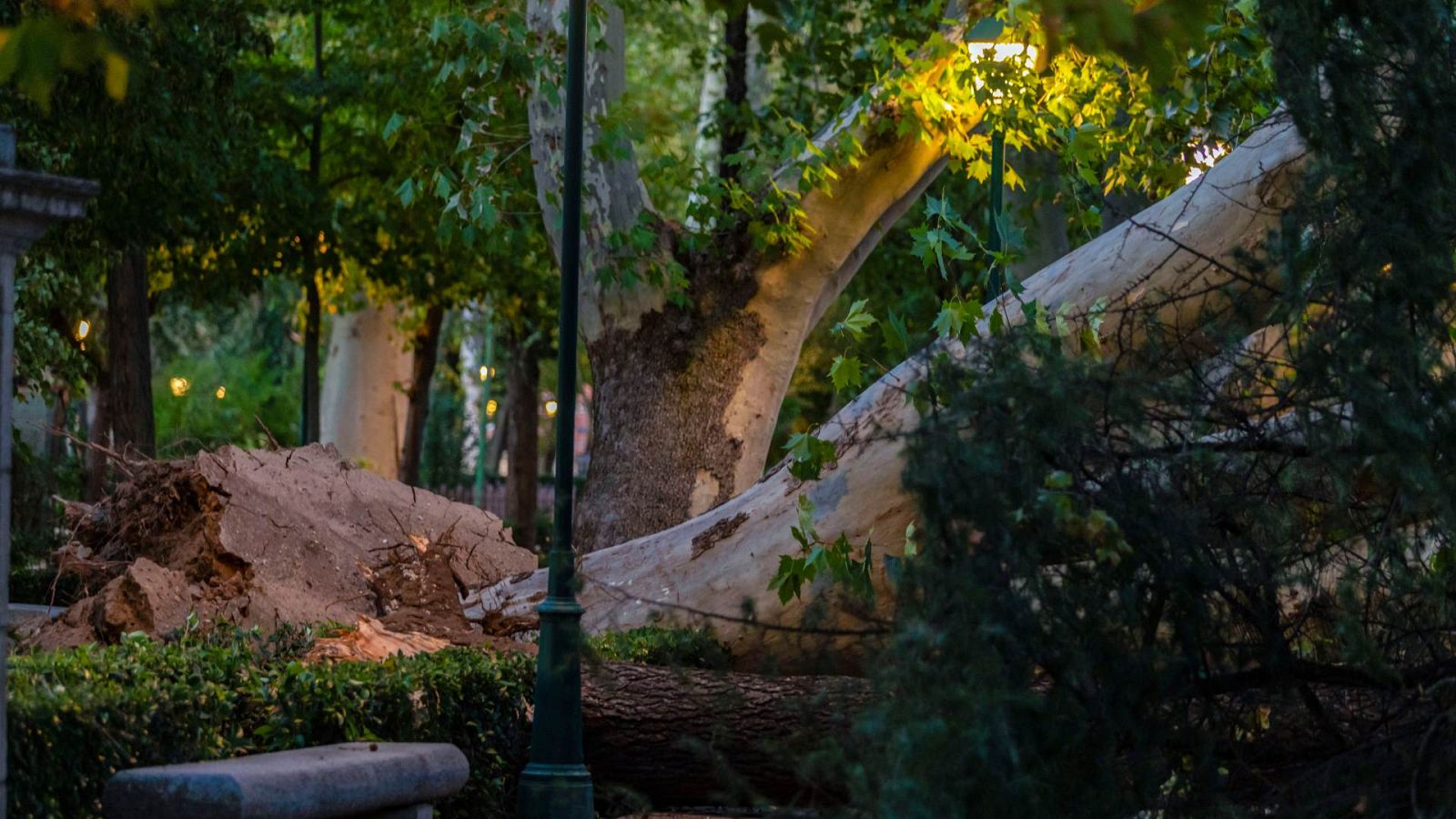 Cómo evitar la caída de árboles y ramas en borrascas como Ciarán