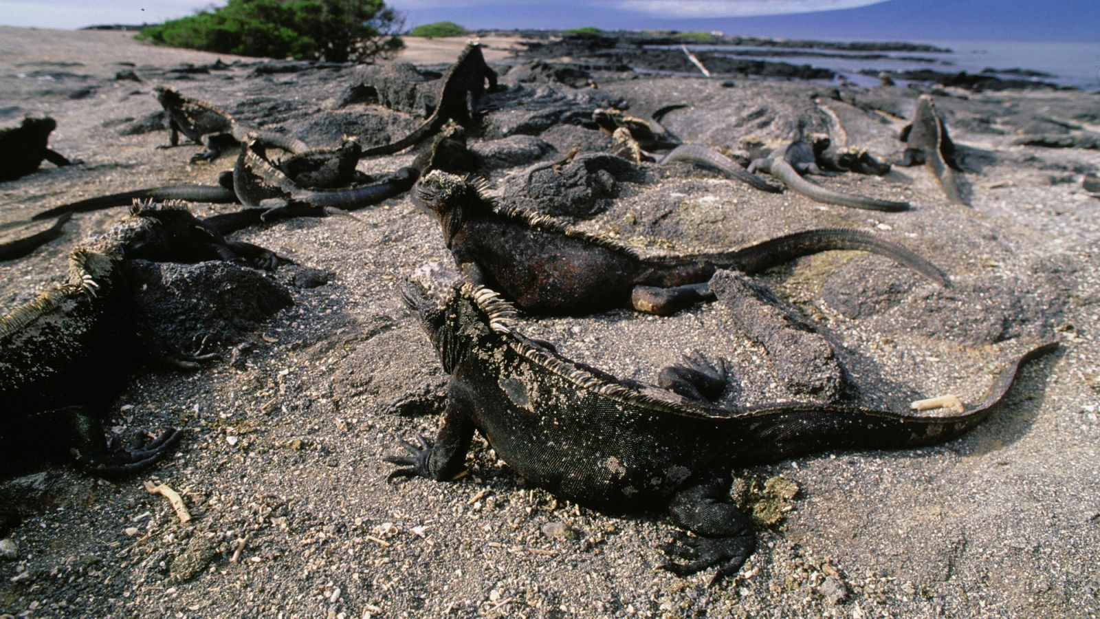 Del amanecer al crepúsculo - Episodio 1: Un día cálido en el nuevo mundo - ver ahora