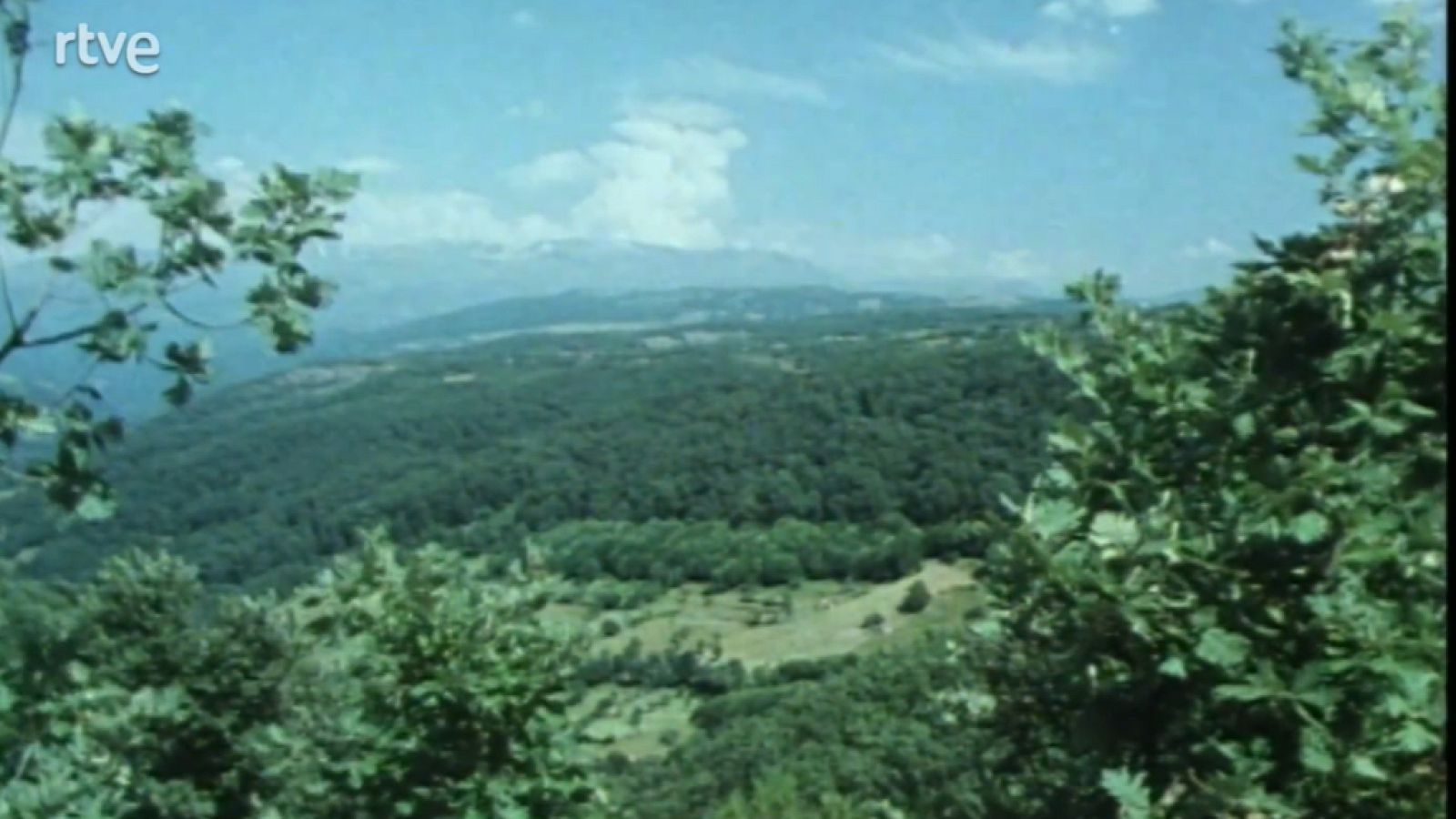 Nuestros árboles - El haya