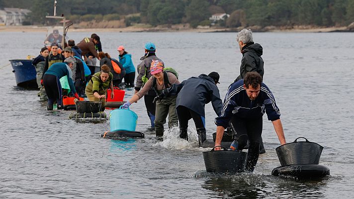 Telediario 1 - Mariscadoras gallegas intentan salvar la campaña de Navidad devolviendo almejas y berberechos al mar