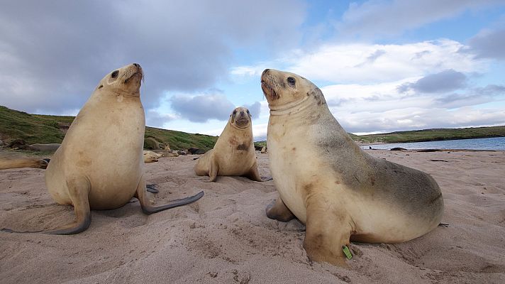 Del amanecer al crepúsculo - Navidad en Nueva Zelanda