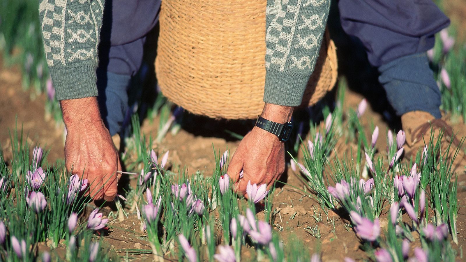 El calor ha retrasado este año la campaña del azafrán en Castilla-La Mancha. Aun así, prevén una producción similar a la del año pasado, pero ahora las recogen a mano, lo que encarece el producto.