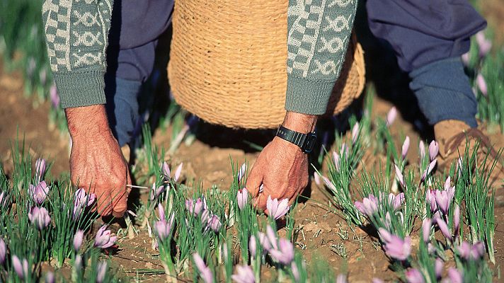 Telediario 1 - Campaña del azafrán en Castilla-La Mancha: el retraso del frío afecta a la recogida