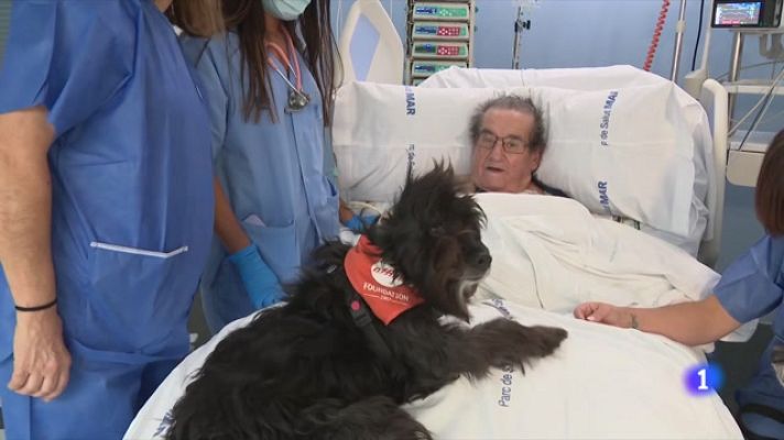 L'Informatiu - Gossos terapèutics a la UCI: l'Hospital del Mar engega un programa per millorar l'estat dels pacients
