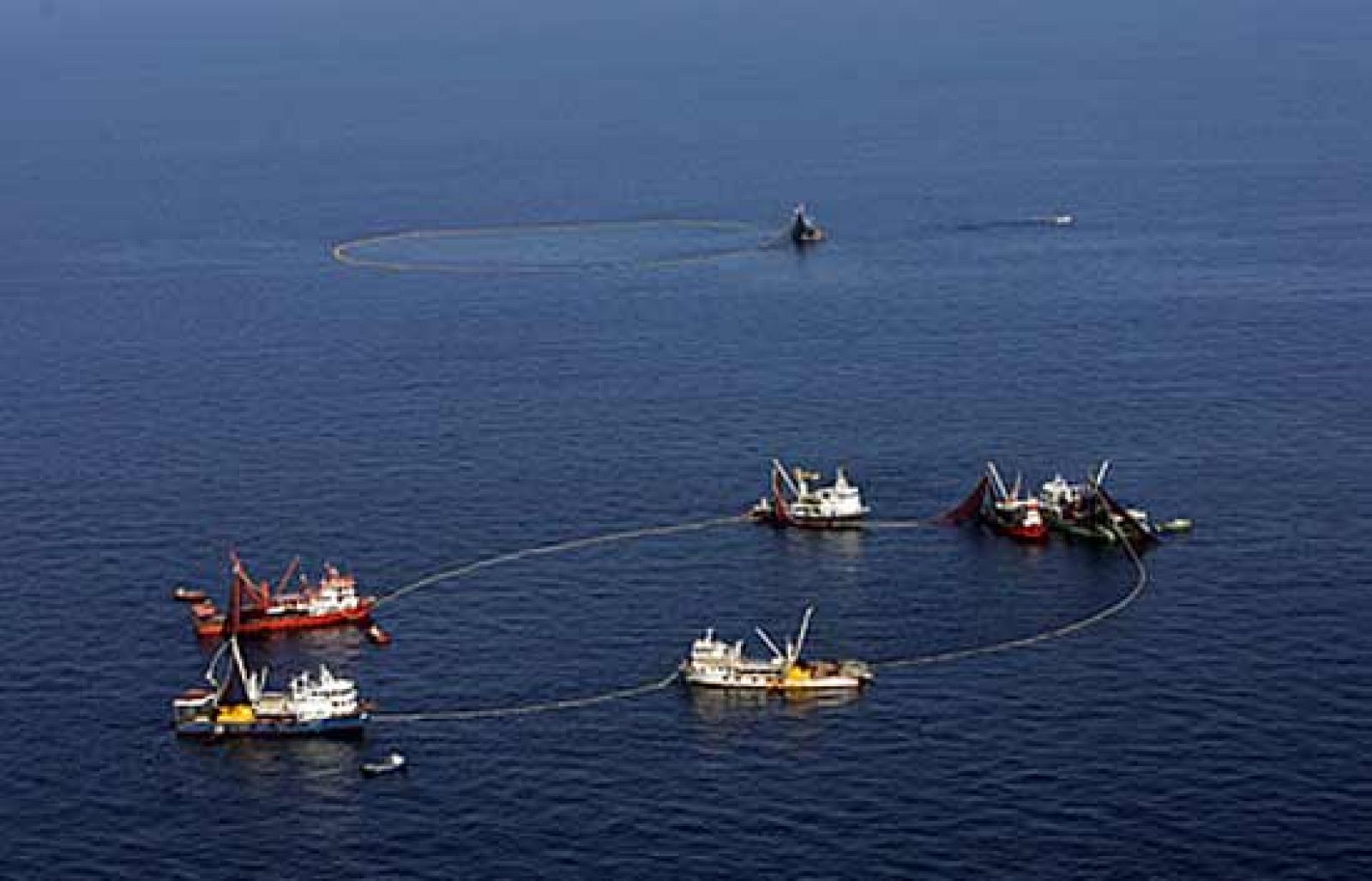 La Unión Europea podría vetar la pesca de atún rojo por la sobreexplotación | Ver