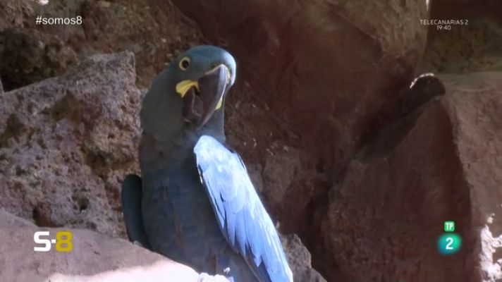 Somos 8 - Somos 8 - 09/11/2023