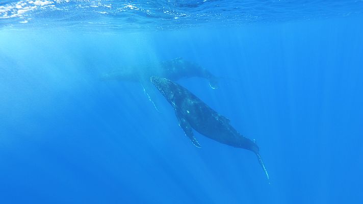 Del amanecer al crepúsculo - Islas del Pacífico: conmoción en el océano