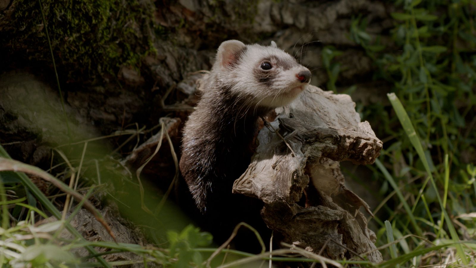 Cuaderno de campo - Turones y comadrejas - ver ahora