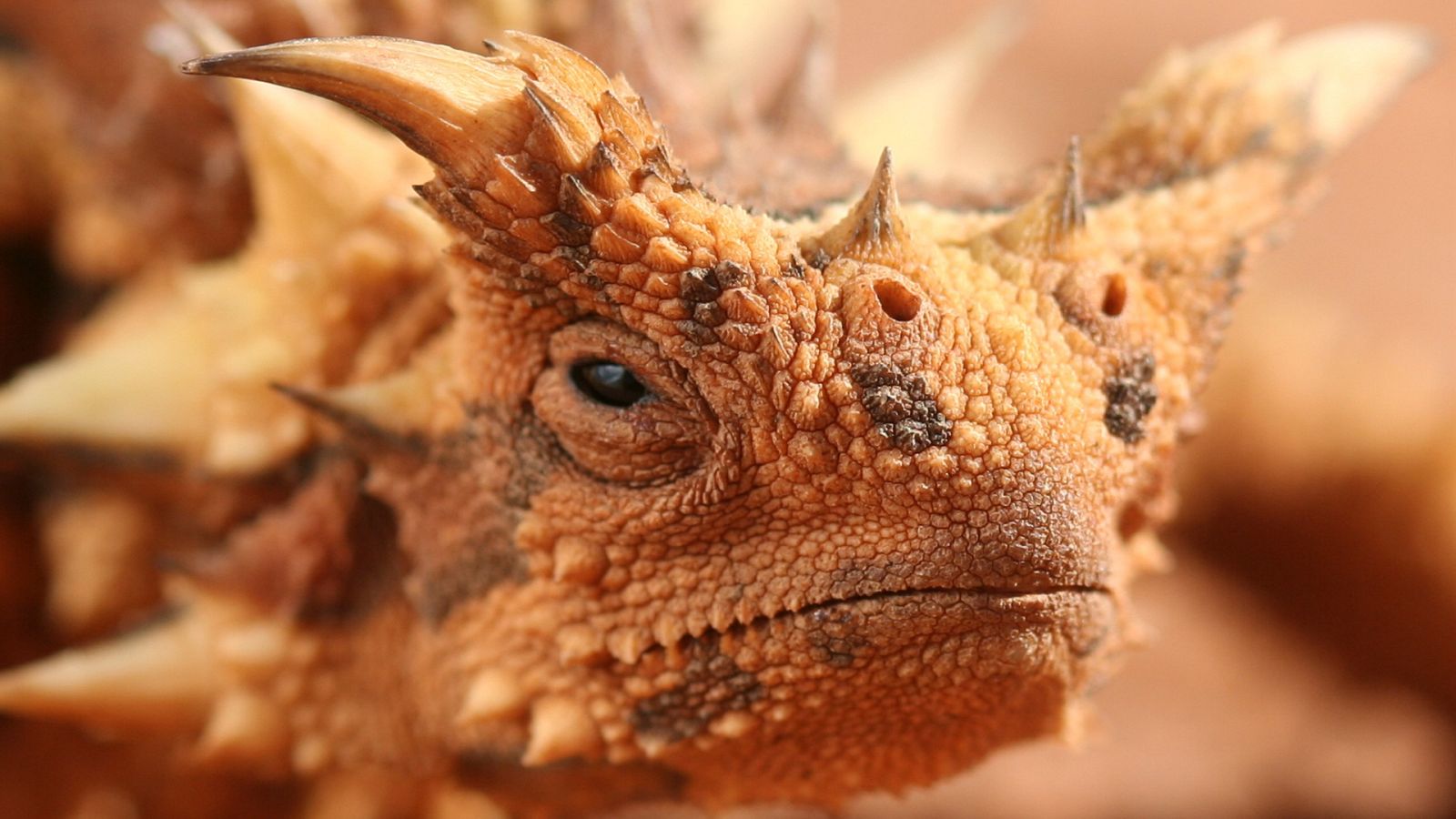 Del amanecer al crepúsculo - Episodio 6: La fiebre de la primavera en Australia - ver ahora