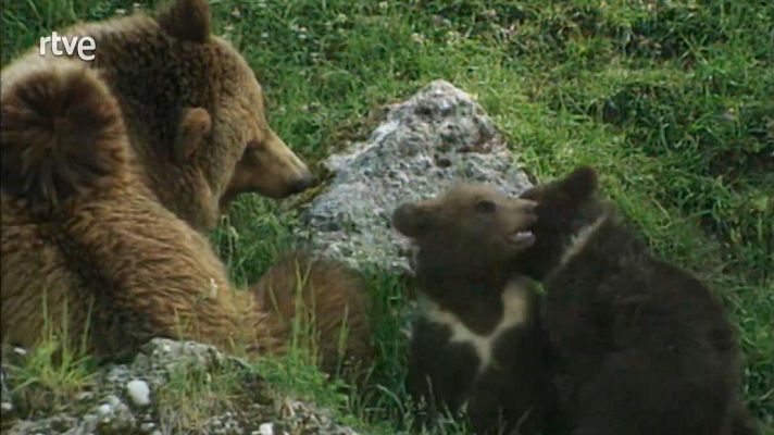 Arxiu TVE Catalunya - Abans hi havia ossos