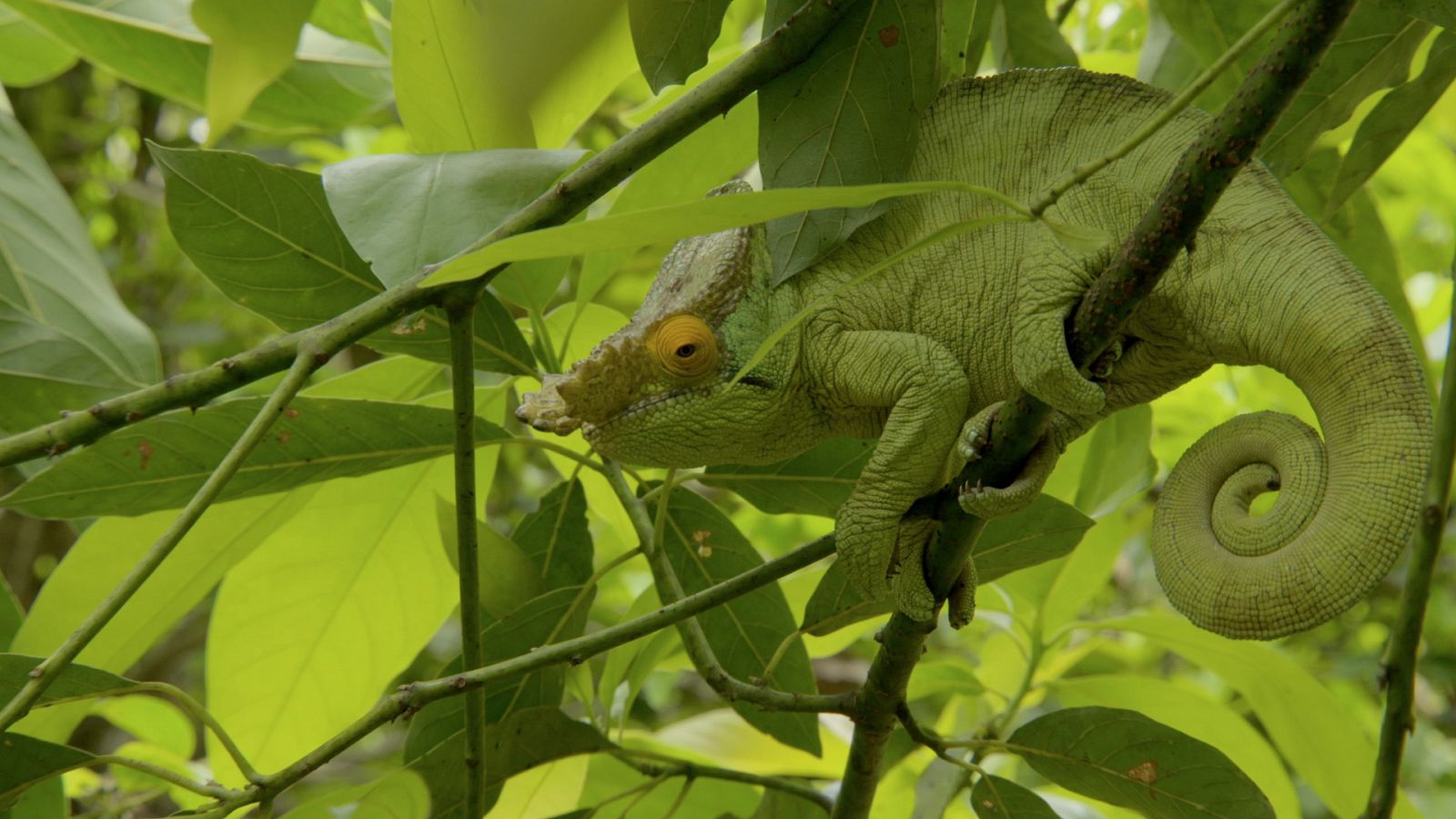 Del amanecer al crepúsculo - Episodio 7: Madagascar, lagartos y lémures - ver ahora