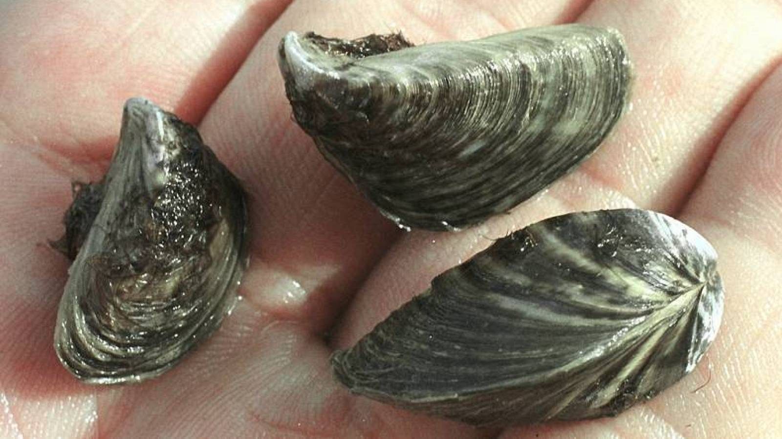 Conviviendo con extraños - Avance