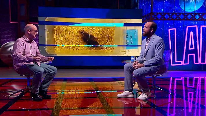 Órbita Laika - ¿Existen las feromonas humanas?