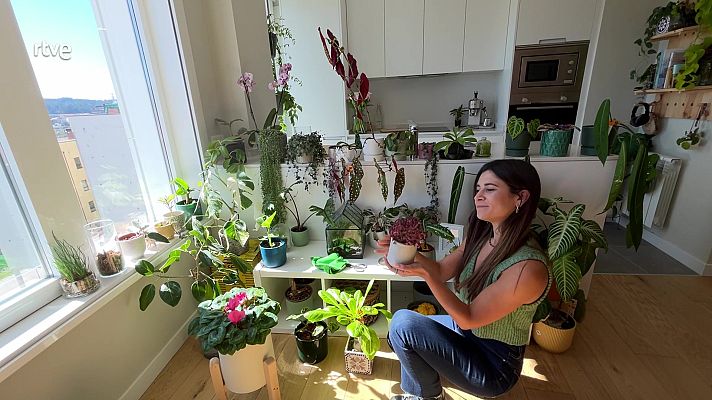 Va de verd - Plantes d'interior amb la greenfluencer Clara Redondo
