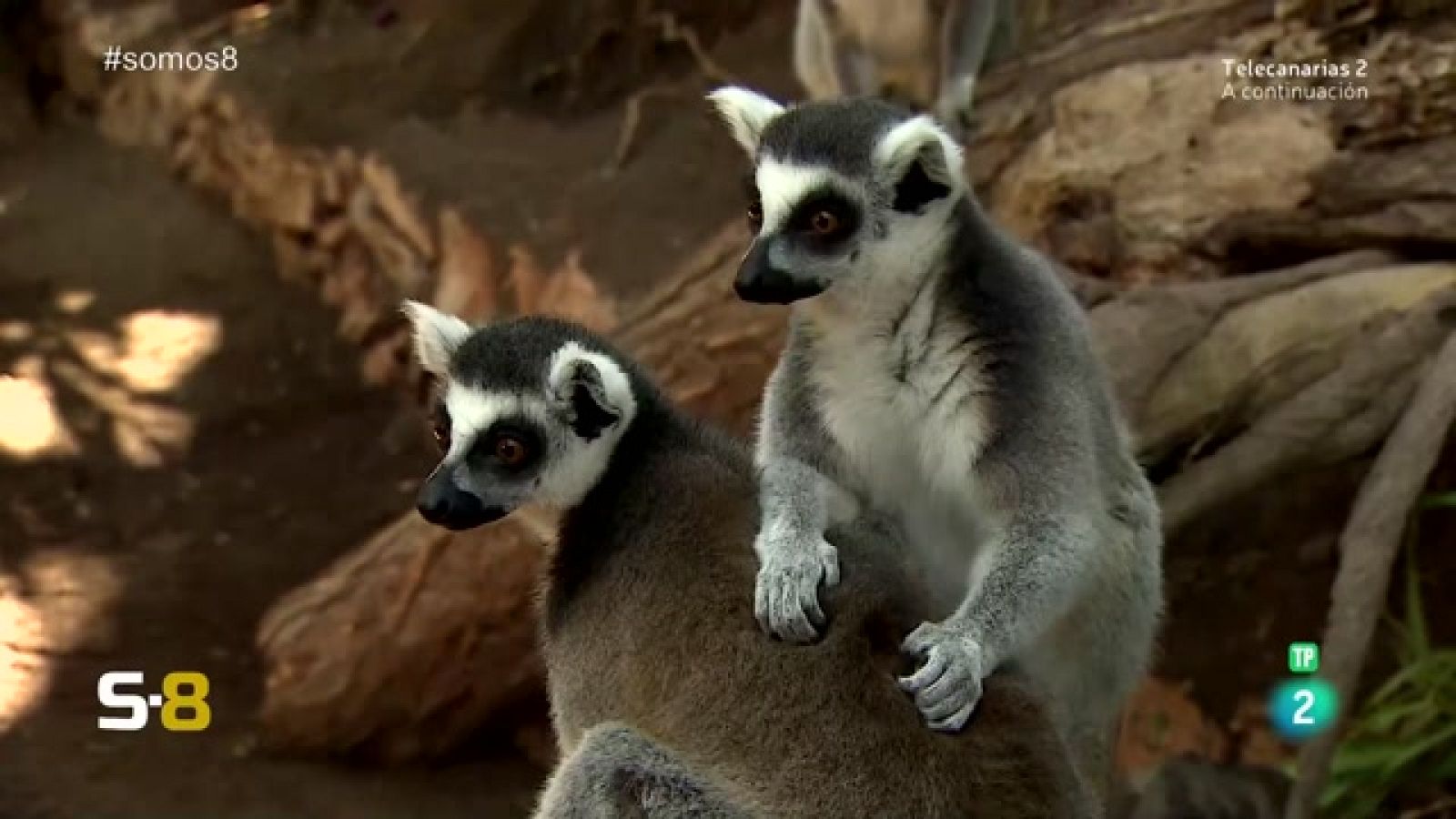 Somos 8 - 20/11/2023