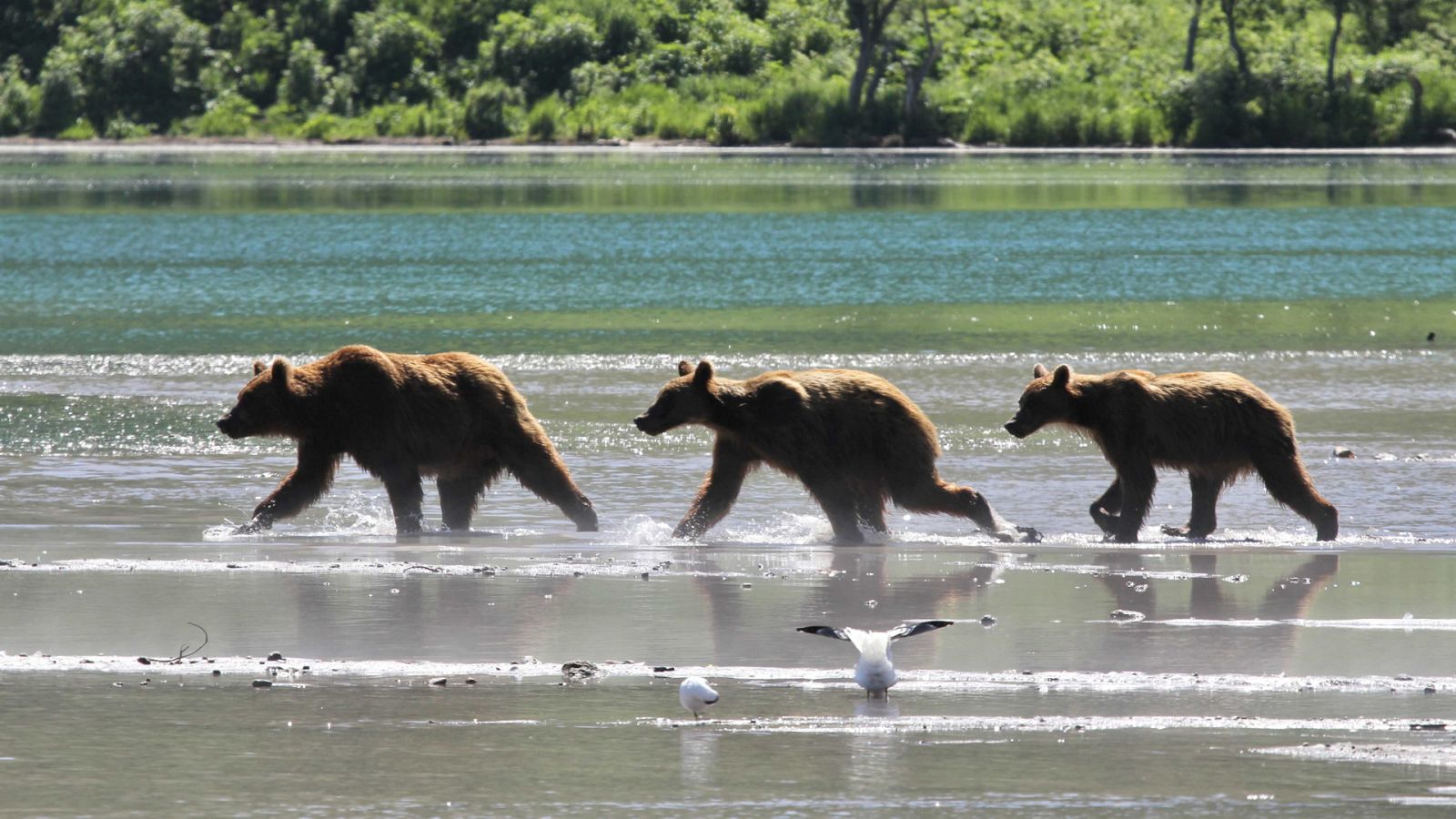 Somos documentales - Tierra de osos - ver ahora