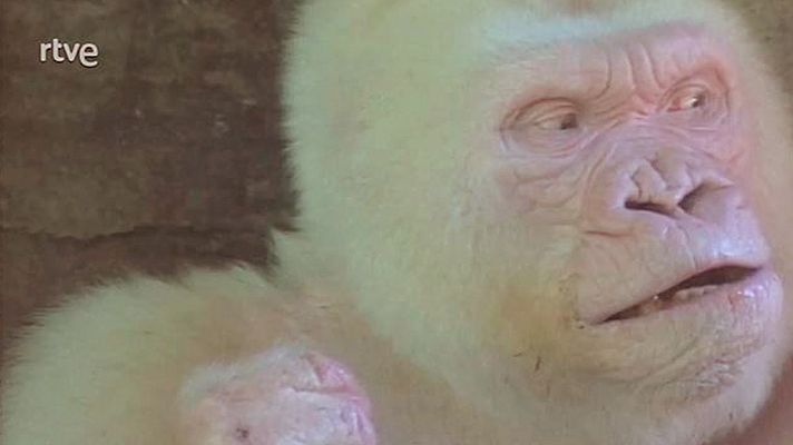  - Floquet de Neu: l'animal emblemàtic