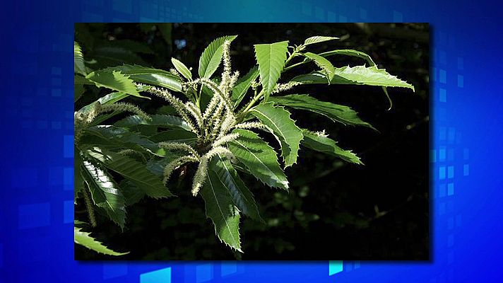 Saber y ganar - Saber y ganar - 22/11/23