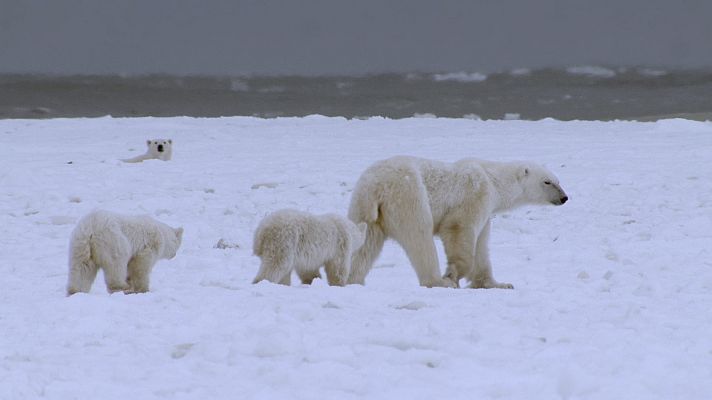 Somos Documentales - El reino del oso polar