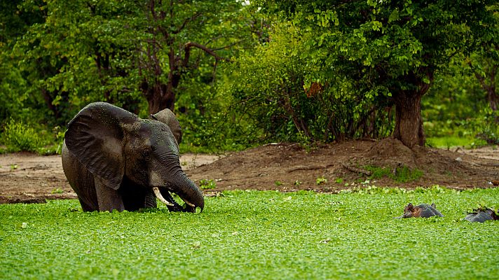 Somos Documentales - Naturaleza maravillosa y salvaje
