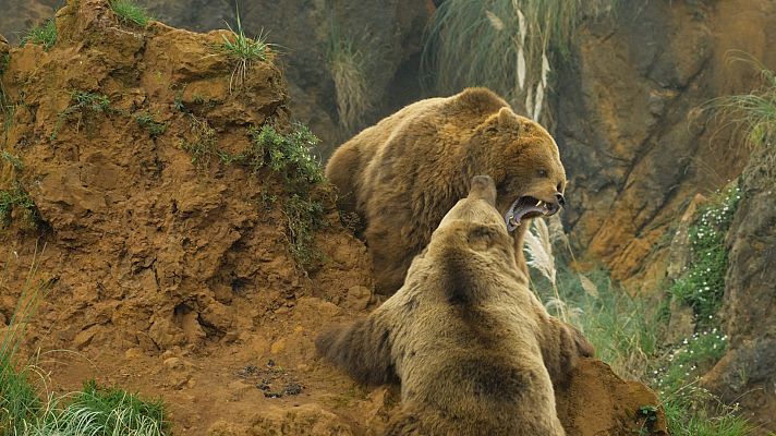 Somos Documentales - Juegos de animales